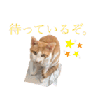 ポン太くん ハードボイルドver.（個別スタンプ：18）