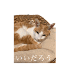ポン太くん ハードボイルドver.（個別スタンプ：23）