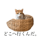 ポン太くん ハードボイルドver.（個別スタンプ：26）