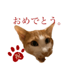 ポン太くん ハードボイルドver.（個別スタンプ：36）