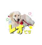 レオです♪（個別スタンプ：1）