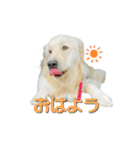 レオです♪（個別スタンプ：3）