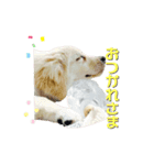レオです♪（個別スタンプ：4）