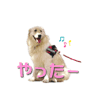 レオです♪（個別スタンプ：14）