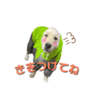 レオです♪（個別スタンプ：15）