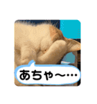 チロ＆ガブ（個別スタンプ：1）