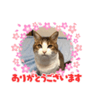 チロ＆ガブ（個別スタンプ：6）