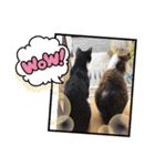 チロ＆ガブ（個別スタンプ：11）