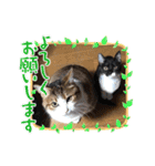 チロ＆ガブ（個別スタンプ：15）