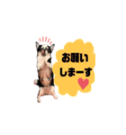 スムチのChloeちゃん（個別スタンプ：2）