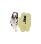 スムチのChloeちゃん（個別スタンプ：4）