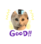 にゃんこスタンプにゃん☆☆（個別スタンプ：1）