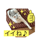 にゃんこスタンプにゃん☆☆（個別スタンプ：2）