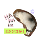 にゃんこスタンプにゃん☆☆（個別スタンプ：5）