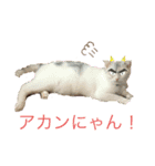 にゃんこスタンプにゃん☆☆（個別スタンプ：6）