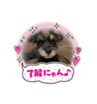 シュナウザー ポアロ♂（個別スタンプ：5）
