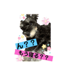 シュナウザー ポアロ♂（個別スタンプ：14）