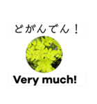 英語と佐賀弁と薔薇と緑（個別スタンプ：2）