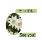 英語と佐賀弁と薔薇と緑（個別スタンプ：4）