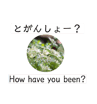 英語と佐賀弁と薔薇と緑（個別スタンプ：5）
