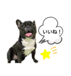 フレンチブルドッグのあずき＆きなこ2（個別スタンプ：1）