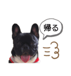 フレンチブルドッグのあずき＆きなこ2（個別スタンプ：3）