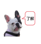 フレンチブルドッグのあずき＆きなこ2（個別スタンプ：6）