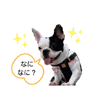 フレンチブルドッグのあずき＆きなこ2（個別スタンプ：8）