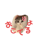 らぶりーまあやスタンプ（個別スタンプ：3）