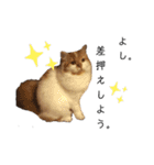 福猫＆花猫〜弁護士が使えそうなスタンプ〜（個別スタンプ：4）