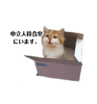 福猫＆花猫〜弁護士が使えそうなスタンプ〜（個別スタンプ：7）