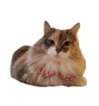 福猫＆花猫〜弁護士が使えそうなスタンプ〜（個別スタンプ：15）