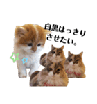 福猫＆花猫〜弁護士が使えそうなスタンプ〜（個別スタンプ：16）