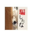 毎日ポコタン1（個別スタンプ：2）