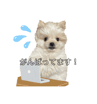 毎日ポコタン1（個別スタンプ：3）