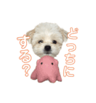 毎日ポコタン1（個別スタンプ：11）