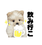 毎日ポコタン1（個別スタンプ：15）
