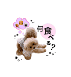 ぷまちゃんスタンプ（個別スタンプ：29）