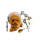 ぷまちゃんスタンプ（個別スタンプ：30）