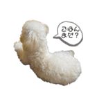 トイプーモッちゃん（個別スタンプ：9）
