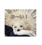 トイプーモッちゃん（個別スタンプ：13）