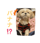 蓮チャマの気持ち たっぷり（個別スタンプ：13）