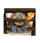 蓮チャマの気持ち たっぷり（個別スタンプ：15）