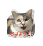 永遠のおんにゃのこ☆みゆう ②（個別スタンプ：1）