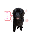 ボーダーコリー＆ニューファンドランド（個別スタンプ：2）
