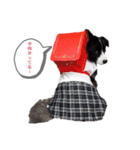 ボーダーコリー＆ニューファンドランド（個別スタンプ：3）