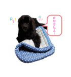 ボーダーコリー＆ニューファンドランド（個別スタンプ：4）