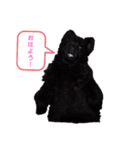 ボーダーコリー＆ニューファンドランド（個別スタンプ：6）