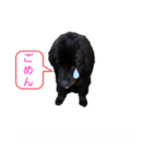 ボーダーコリー＆ニューファンドランド（個別スタンプ：12）