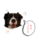 ボーダーコリー＆ニューファンドランド（個別スタンプ：15）